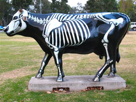 Shepparton is a major regional commercial and shopping centre and service economy for the greater shepparton area. The amazing adventures of Cazzbo: Shepparton Cows
