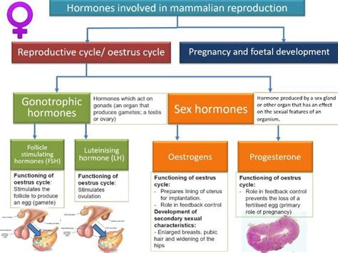Reproduction And Hormones Fertilisation Implantation Pregnancy And