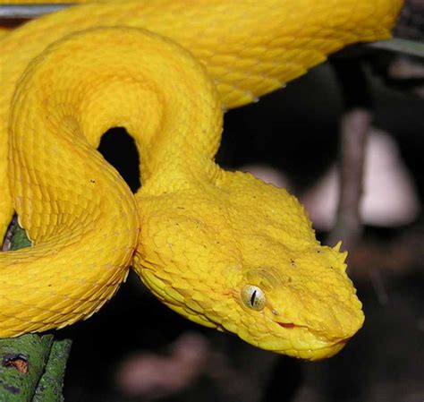 Eyelash Viper Facts And Pictures