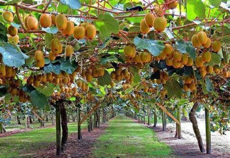 Kiwi Trees Fruit Plants Fruit Garden Growing Fruit Trees