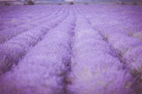 Sunset Over A Violet Lavender Field In Provence Stock Image Image Of