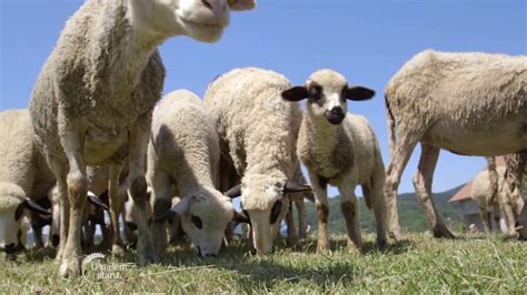 Uzgoj Sjenicke ovce u Podrinju - U nasem ataru 650 - YouTube