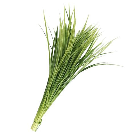 Lily Grass Variegated Greenery Greenchoice Flowers