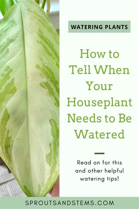 How To Tell When Your Houseplant Needs To Be Watered House Plant Care