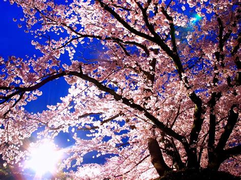 Hyogo Tourism Guide Tid Blog Go Go Hyogo Spring Flower Series Cherry Blossoms At Himeji Castle