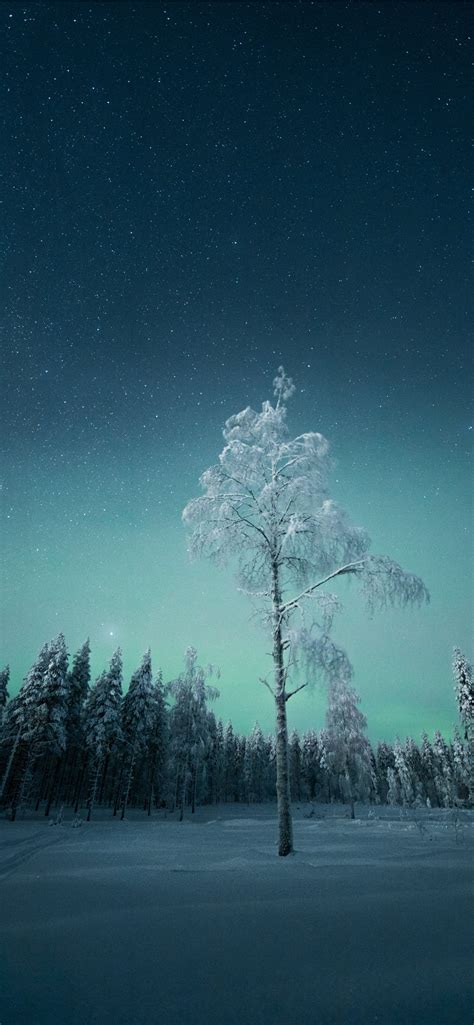Green Trees Under Blue Sky During Night Time Iphone Wallpapers Free