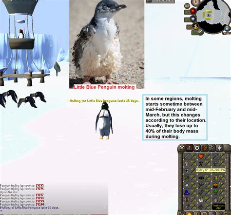 100 Laps With Penguin Facts Daily Until Agility Pet Day 177 R2007scape