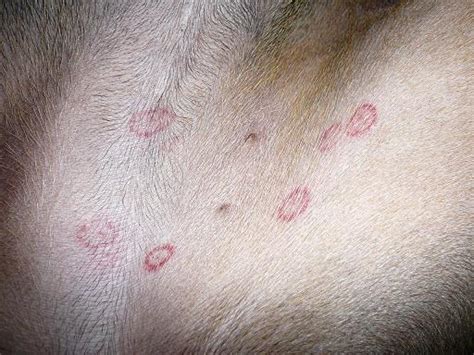 Red Spots On Roxys Belly Doberman Forum Doberman Breed Dog Forums