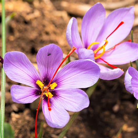 Stunning Purple Crocus Bulbs For Sale Online Saffron Easy To Grow Bulbs