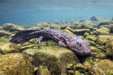Japanese Giant Salamanders Japan Part 2 OUT THE DOOR TO EXPLORE