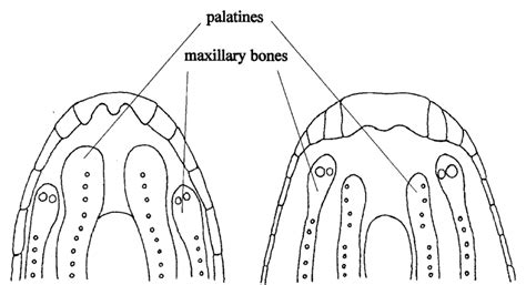 The Roof Of The Mouth Showing Maxillary Bone Not Extending Forwards As