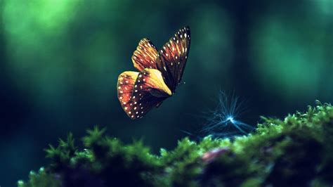 Animal Butterfly Beauty Wallpapers Hd Desktop And