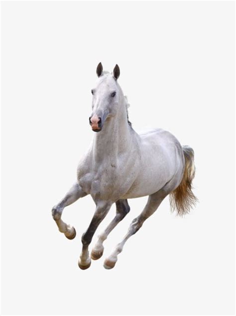 As might be expected from such a when option to calm it pops up, press the corresponding button before the bar runs out, then keep slowly. Running White Horse PNG, Clipart, Animal, Arabian Horse ...