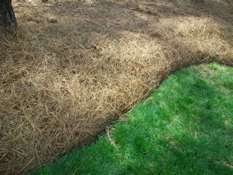 Commercial Pine Straw Raleigh Nc