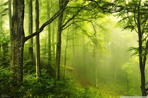Green Forest Wallpaper Wallpapers Gallery