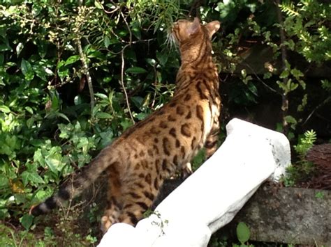 Bengal Cats For Sale About Bengal Cats Nz Bengal Breeders