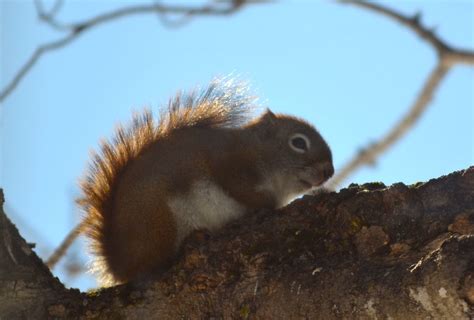 Juvenile Red Squirrel Marilyn Bush Flickr