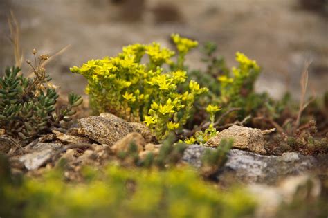 See ground covers for shade and full sun ground covers. in search of walkable ground cover ~ the woodland gardener