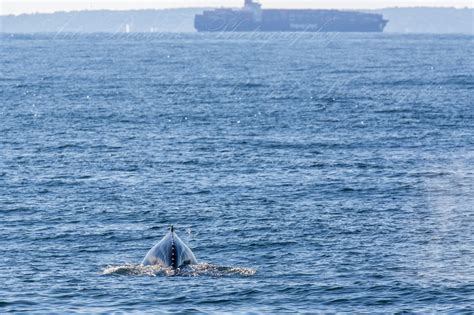 Artie Raslich Photography Dolphins And A Robert Moses Whale Off Rockaway