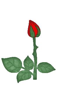Beautiful red roses in a box glittering happy. Emoticons - Animated Gifs - Collections :): Animated Flowers