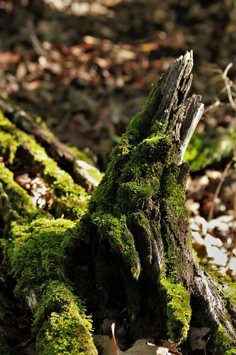 Moss Covered Log Close Up Free Stock Photo Public Domain Pictures