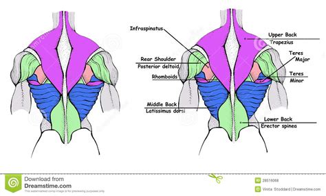 Diagram Of Female Back Muscles Whats A Fascia Release Aka Myofascial