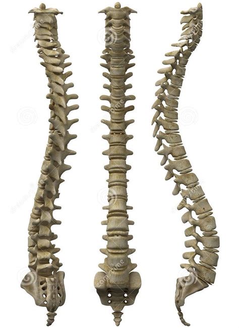 Human Back Bones The Bones Of The Lower Back Stock Image F0016322