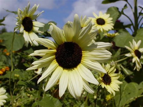 Now, mos calls on readers, shops and restaurants to join its campaign to save. Sunflower 'Vanilla Ice' From Seed. - Higgledy Garden