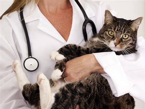 Common Cat Illnesses And Their Symptoms Part 2