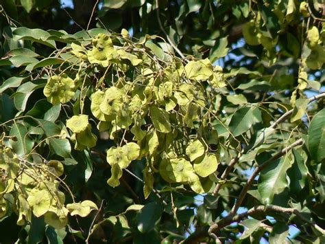 Bija Tree Seed Pterocarpus Marsupium Pack Size 5 Kg At Rs 200