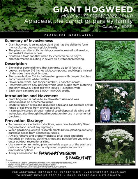 Giant Hogweed Factsheet — Invasive Species Of Idaho