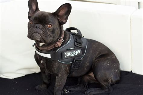 Everything from french bulldog pens, accessory pouches, magnets, stickers, and more. 10 Tips for Walking A French Bulldog | The Cornish Life ...