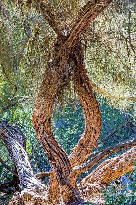 Strange Tree Photograph By Kate Brown Fine Art America