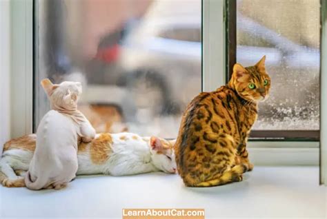 The Best Cat Breeds For Families With Children Learnaboutcat