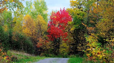 Road Between Green Grass Field Colorful Autumn Tress Under Blue Sky Hd