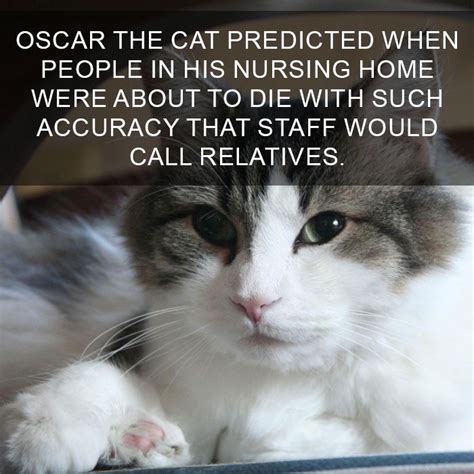 68 Amazing Cat Facts That You Probably Didnt Know Cat Facts Cat