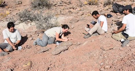 Hallaron Una Nueva Especie De Dinosaurio Que Habitó La Patagonia Hace