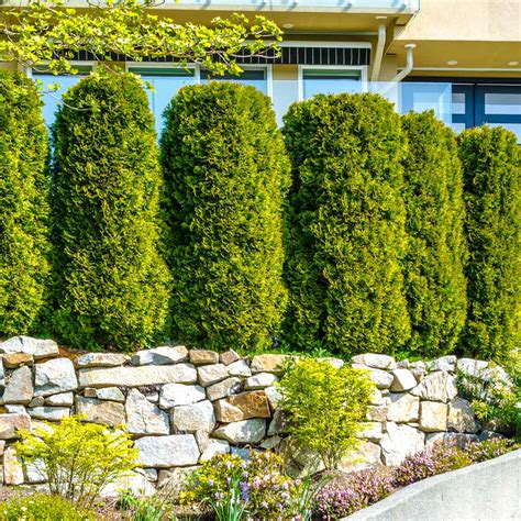 Large Shrubs For Privacy