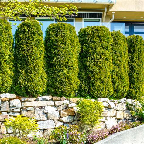 Alibaba.com offers 856 tall bushes products. Tall Bushes For Backyard Privacy
