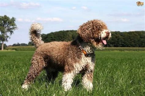 Spanish Water Dog Ultimate Guide Temperament Personality Health