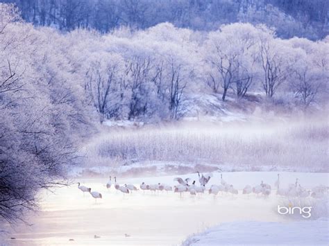 Snow Red Crowned Crane 2013 Bing Theme Widescreen Wallpaper Preview