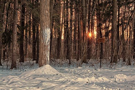 Winter Sunset In The Forest Photograph By Tatiana Travelways Fine Art