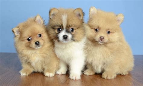 Stop by petland to find your dream puppy today! Puppies for Sale Near Me: Law Restrictions on Puppy Sale ...