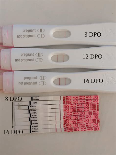 Wondfo And Frer Progression For My Second Pregnancy 8 16 Dpo I Guess