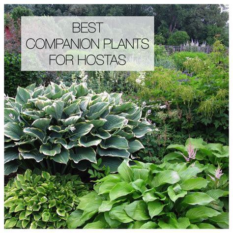 12 Best Companion Plants For Hostas Longfield Gardens