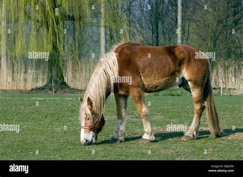 Ardennes Or Ardennais Draft Draught Cart Horse Equus Caballus In