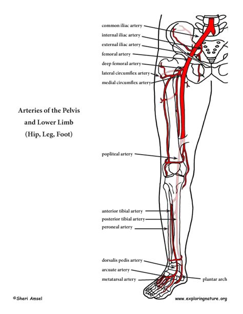 Keeping your back straight, rotate your hips to bring your shoulders down towards the floor. Arteries of the Lower Limb (Pelvis, Leg and Foot) (Advanced*)