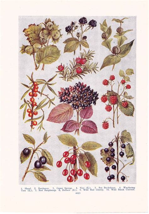 1947 Botany Print Berries Vintage Plant Home Decor Art Etsy