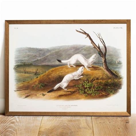 Weasel Print Antique Animal Painting Vintage Drawing Poster Wall Art
