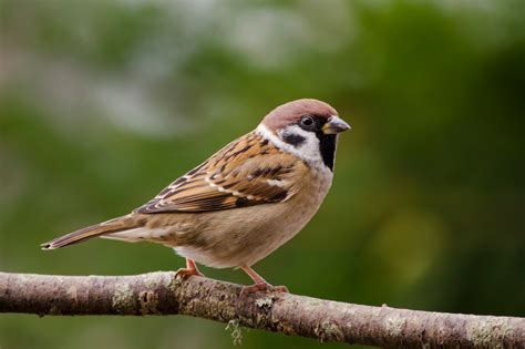 Looduspildid Põldvarblane Passer Montanus Tree Sparrow